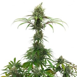 AMG (Amnesia Mac Ganja) semi cannabis Royal Queen Seeds