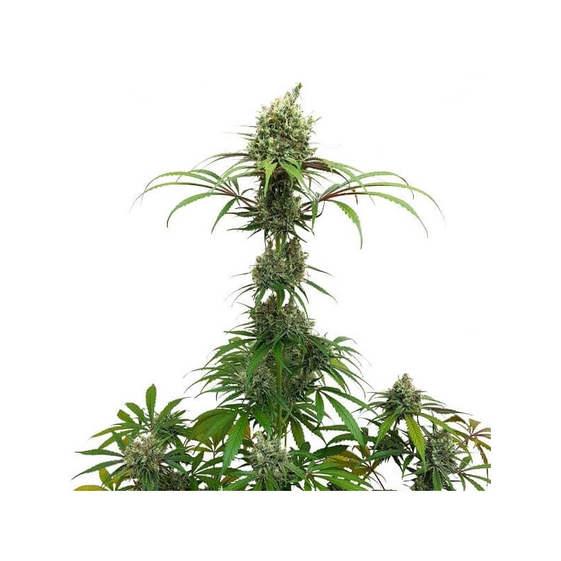 AMG (Amnesia Mac Ganja) semi cannabis Royal Queen Seeds