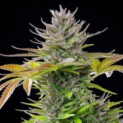 AMG (Amnesia Mac Ganja) semi cannabis Royal Queen Seeds