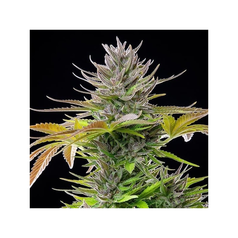 AMG (Amnesia Mac Ganja) semi cannabis Royal Queen Seeds