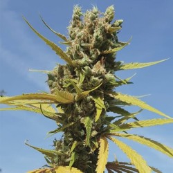 AMG (Amnesia Mac Ganja) semi cannabis Royal Queen Seeds