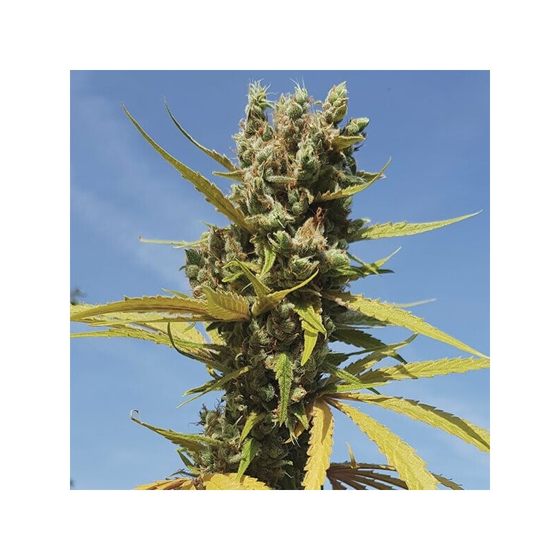 AMG (Amnesia Mac Ganja) semi cannabis Royal Queen Seeds