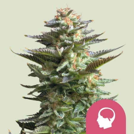 Amnesia Haze semi cannabis Royal Queen Seeds
