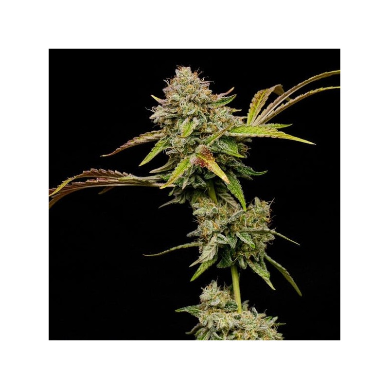 Amnesia Haze semi cannabis Royal Queen Seeds