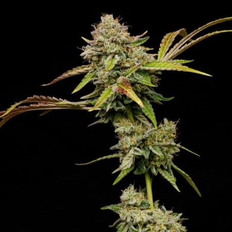Amnesia Haze semi cannabis Royal Queen Seeds