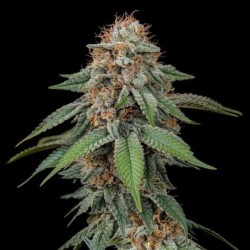 Amnesia Haze semi cannabis Royal Queen Seeds