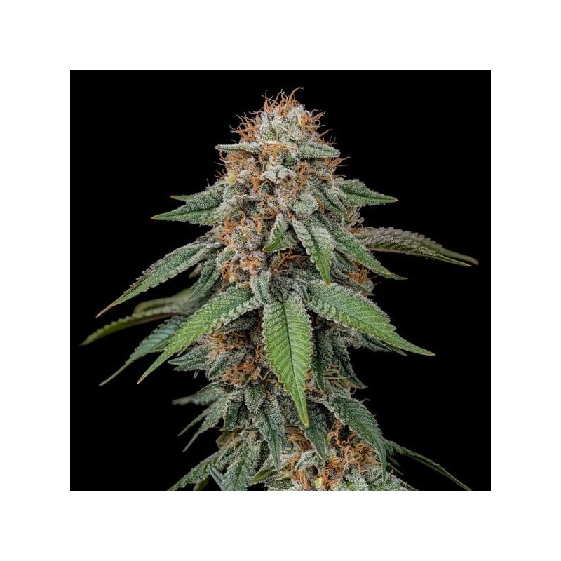 Amnesia Haze semi cannabis Royal Queen Seeds