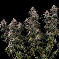 Amnesia Haze semi cannabis Royal Queen Seeds