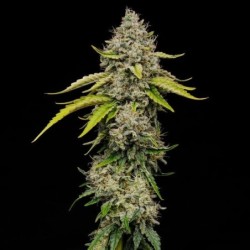 Amnesia Haze semi cannabis Royal Queen Seeds
