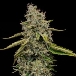 Amnesia Haze semi cannabis Royal Queen Seeds