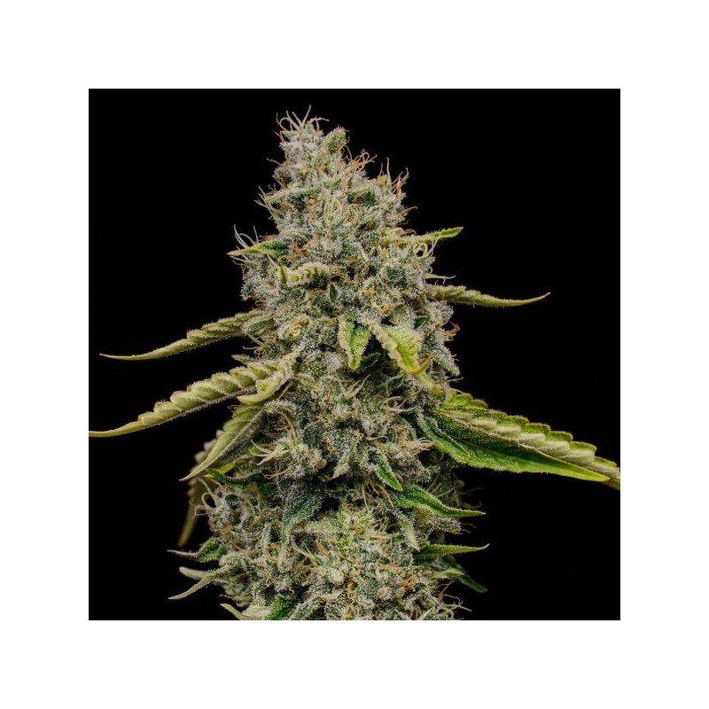 Amnesia Haze semi cannabis Royal Queen Seeds