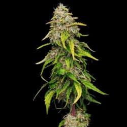 Amnesia Haze semi cannabis Royal Queen Seeds