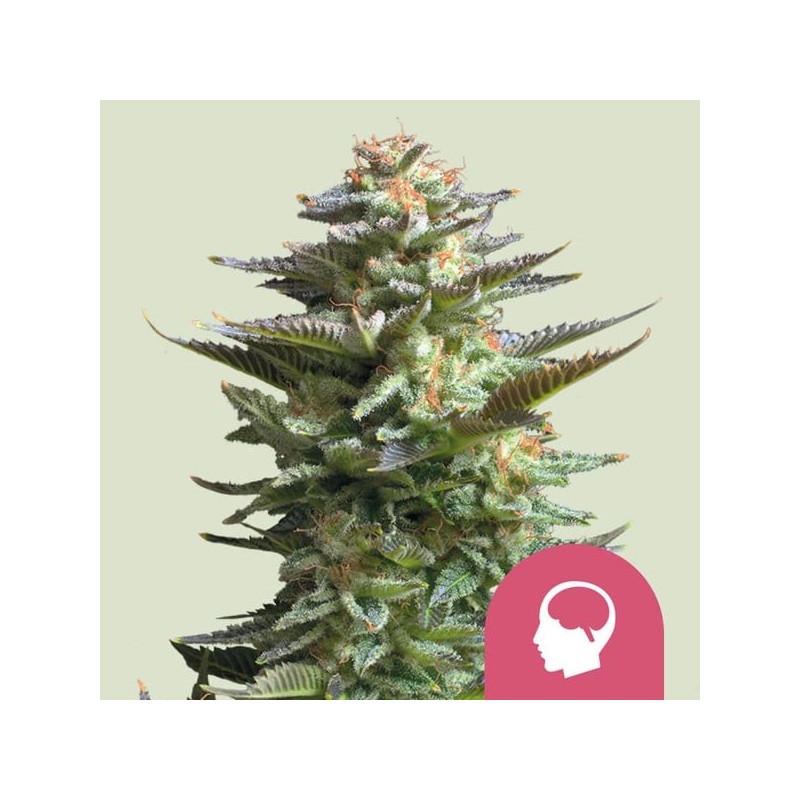 Amnesia Haze semi cannabis Royal Queen Seeds