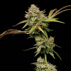 Amnesia Haze semi cannabis Royal Queen Seeds