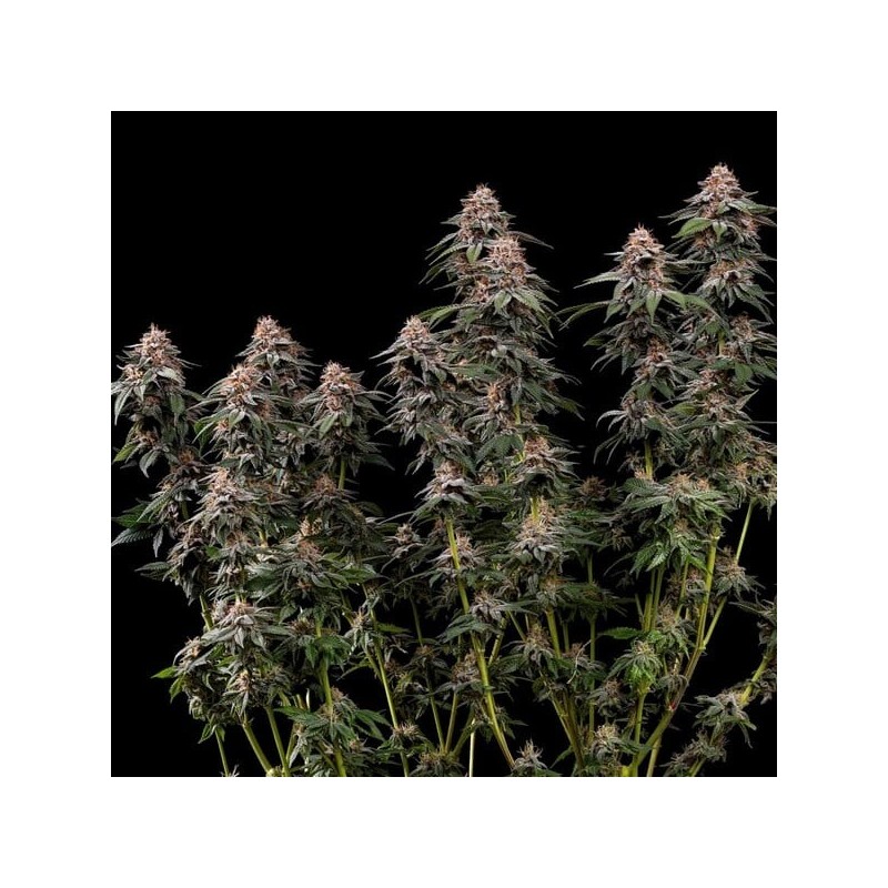 Amnesia Haze semi cannabis Royal Queen Seeds
