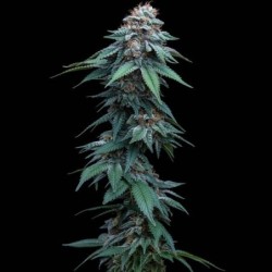 Amnesia Haze semi cannabis Royal Queen Seeds