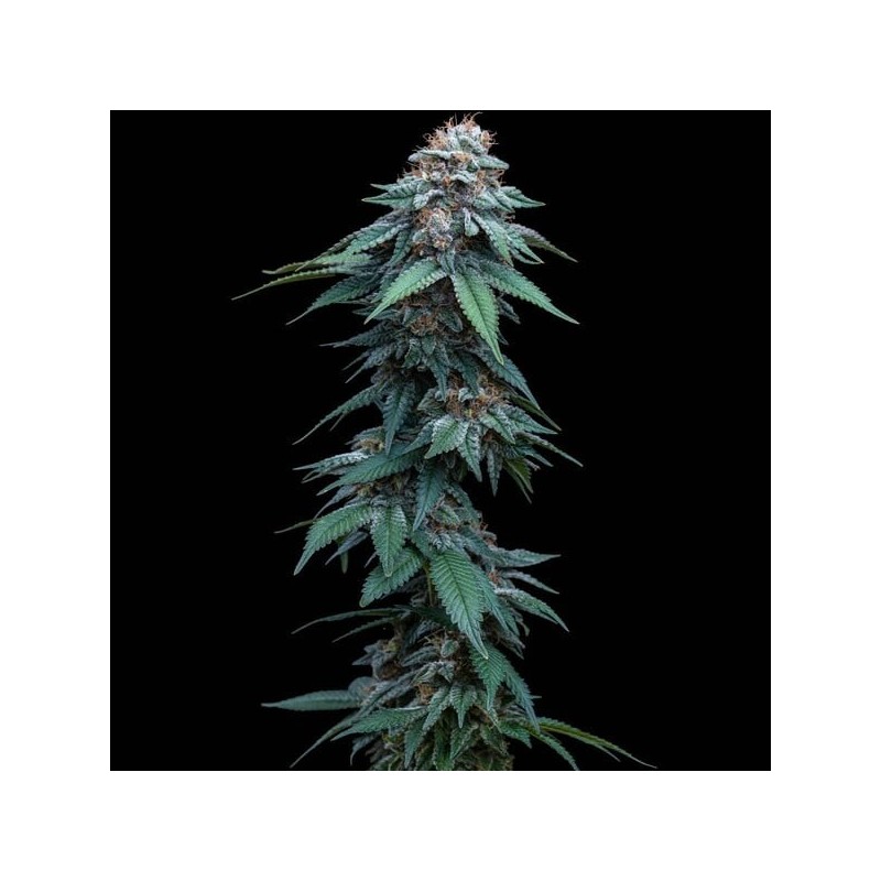 Amnesia Haze semi cannabis Royal Queen Seeds