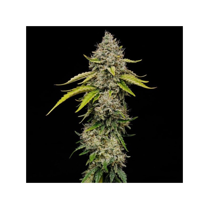 Amnesia Haze semi cannabis Royal Queen Seeds