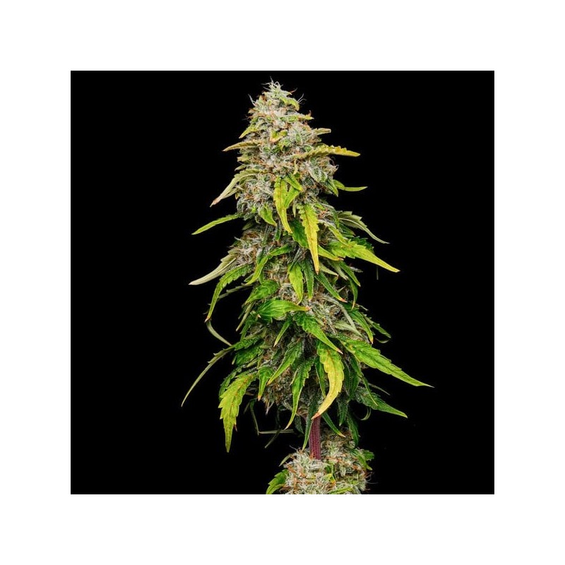 Amnesia Haze semi cannabis Royal Queen Seeds