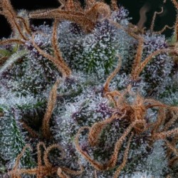 Amnesia Haze semi cannabis Royal Queen Seeds