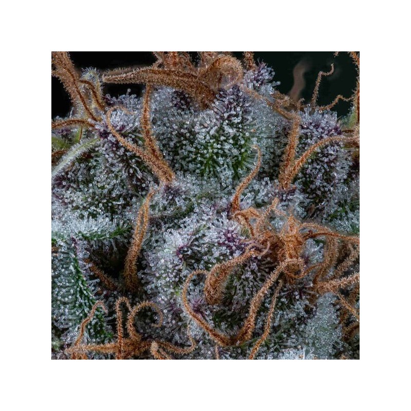 Amnesia Haze semi cannabis Royal Queen Seeds