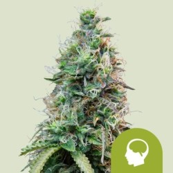 Amnesia Haze Auto semi cannabis Royal Queen Seeds