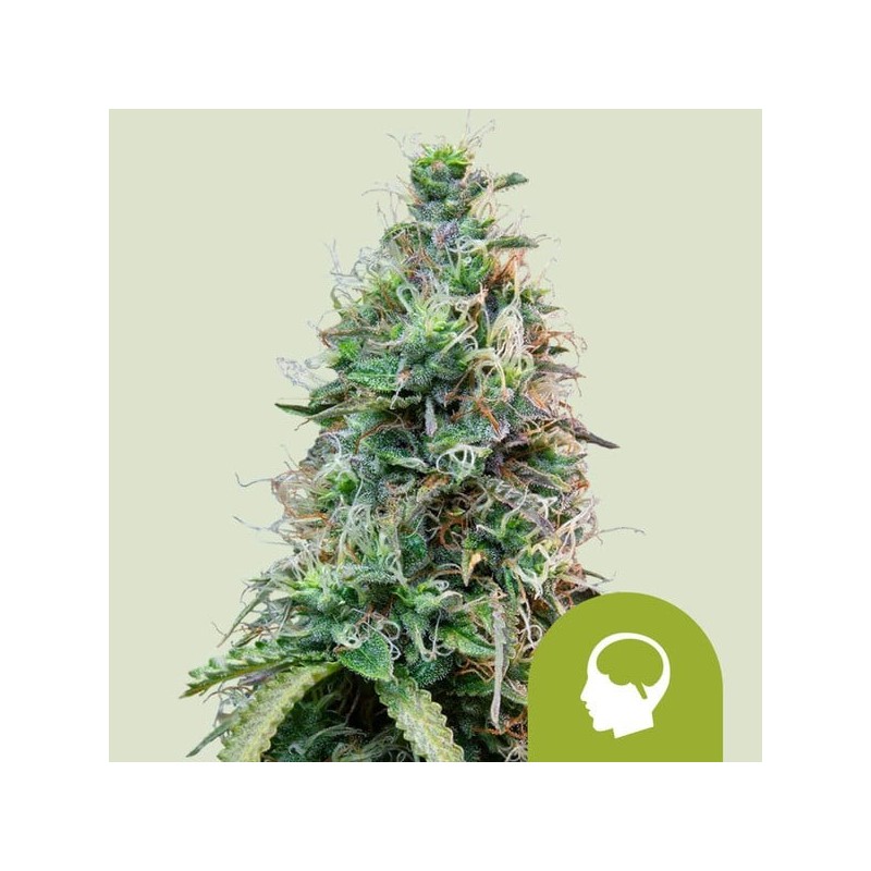 Amnesia Haze Auto semi cannabis Royal Queen Seeds