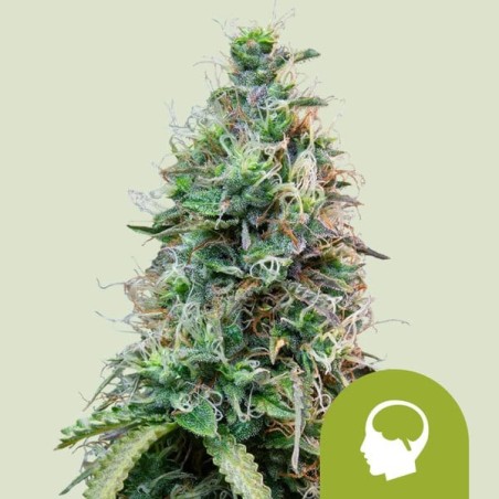 Amnesia Haze Auto semi cannabis Royal Queen Seeds
