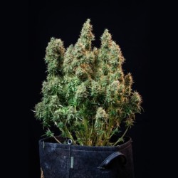 Amnesia Haze Auto semi cannabis Royal Queen Seeds