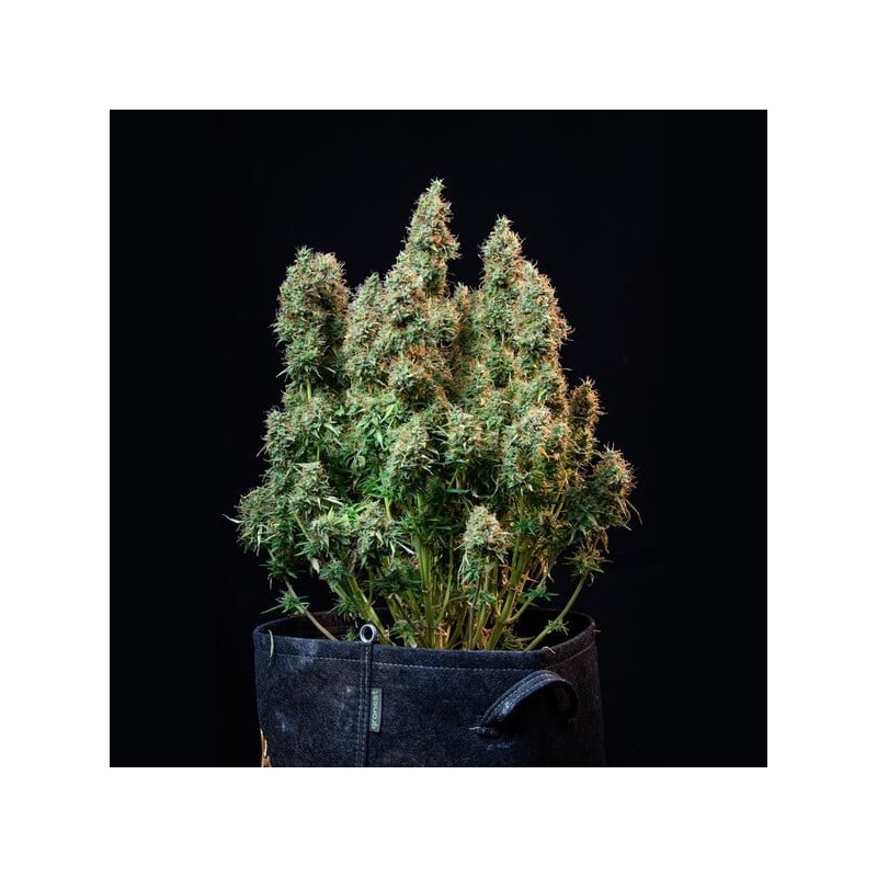 Amnesia Haze Auto semi cannabis Royal Queen Seeds