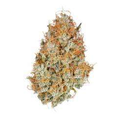 Amnesia Haze Auto semi cannabis Royal Queen Seeds