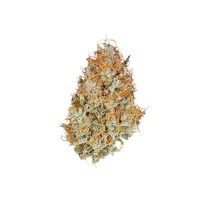 Amnesia Haze Auto semi cannabis Royal Queen Seeds