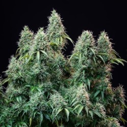 Amnesia Haze Auto semi cannabis Royal Queen Seeds