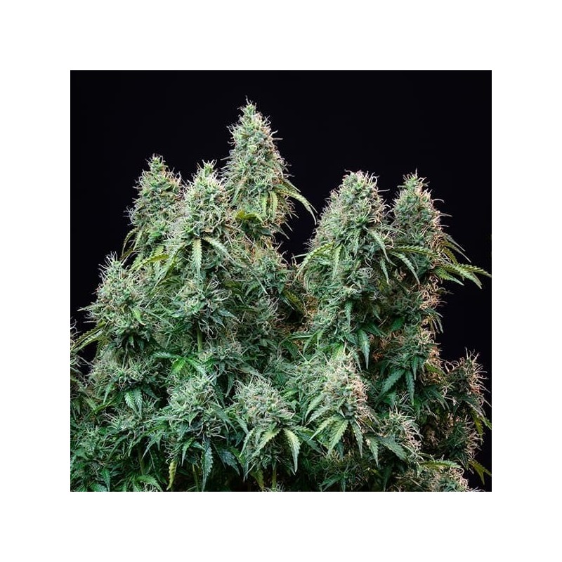 Amnesia Haze Auto semi cannabis Royal Queen Seeds