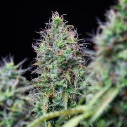 Amnesia Haze Auto semi cannabis Royal Queen Seeds