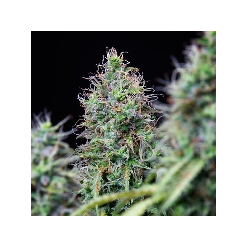 Amnesia Haze Auto semi cannabis Royal Queen Seeds