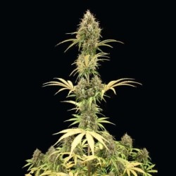 Amnesia Haze Auto semi cannabis Royal Queen Seeds