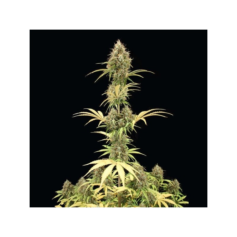 Amnesia Haze Auto semi cannabis Royal Queen Seeds