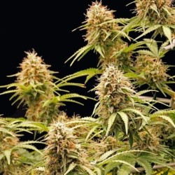 Amnesia Haze Auto semi cannabis Royal Queen Seeds