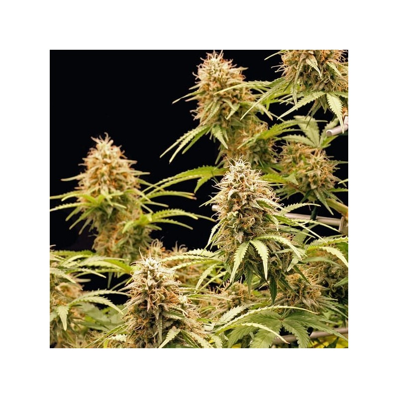 Amnesia Haze Auto semi cannabis Royal Queen Seeds