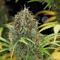 Amnesia Haze Auto semi cannabis Royal Queen Seeds