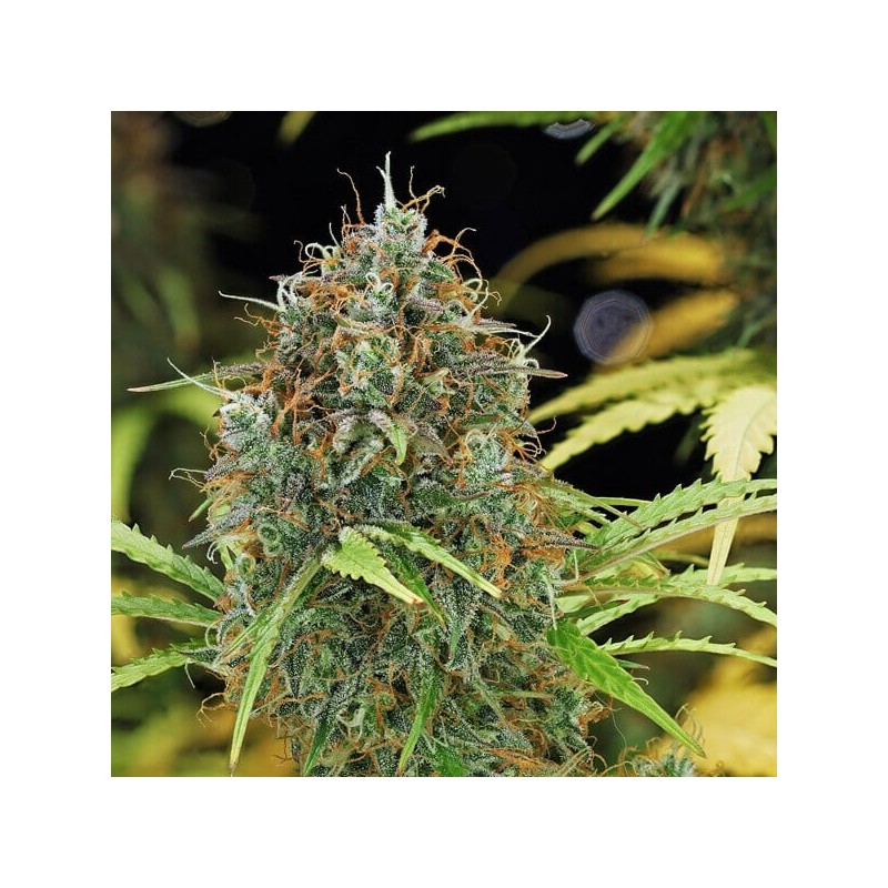 Amnesia Haze Auto semi cannabis Royal Queen Seeds