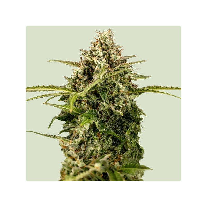 Apollo F1 Auto semi cannabis Royal Queen Seeds