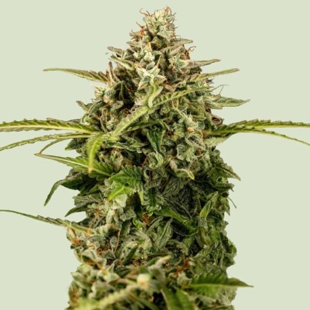Apollo F1 Auto semi cannabis Royal Queen Seeds