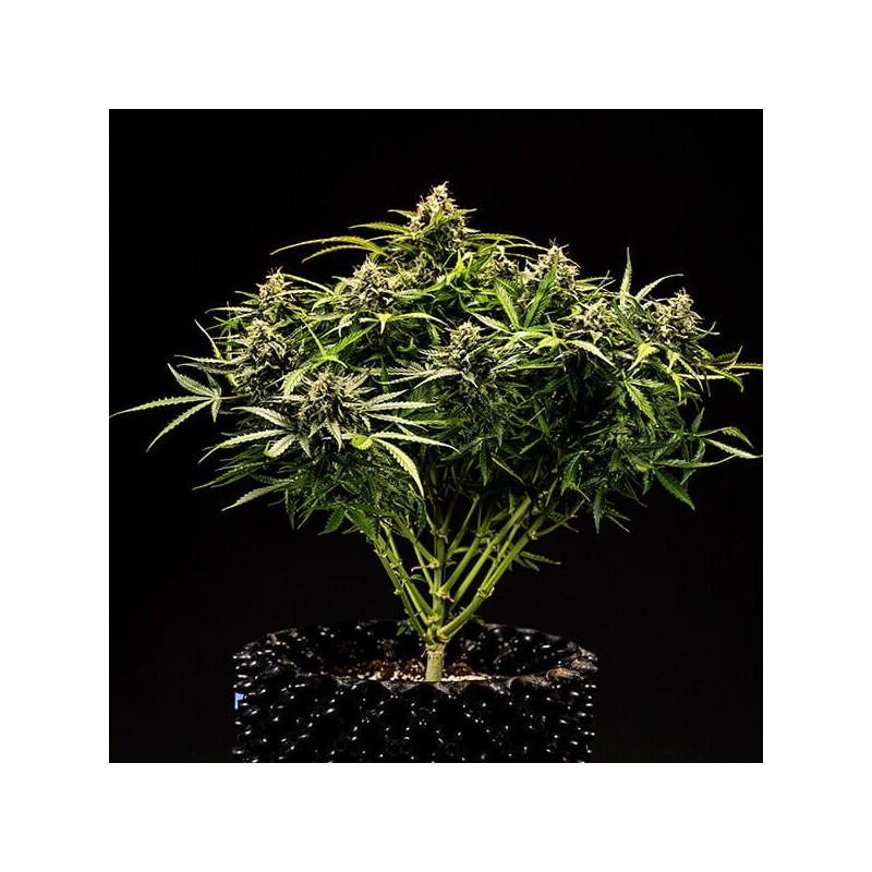 Apollo F1 Auto semi cannabis Royal Queen Seeds
