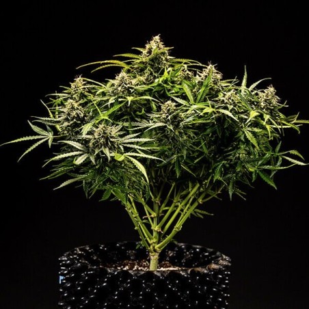 Apollo F1 Auto semi cannabis Royal Queen Seeds