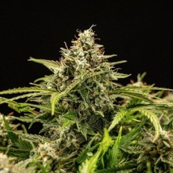 Apollo F1 Auto semi cannabis Royal Queen Seeds