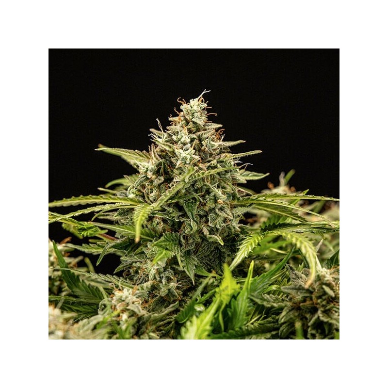 Apollo F1 Auto semi cannabis Royal Queen Seeds