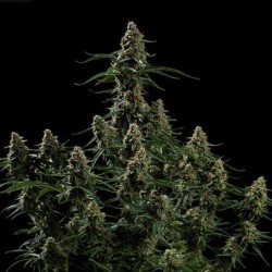 Apollo F1 Auto semi cannabis Royal Queen Seeds
