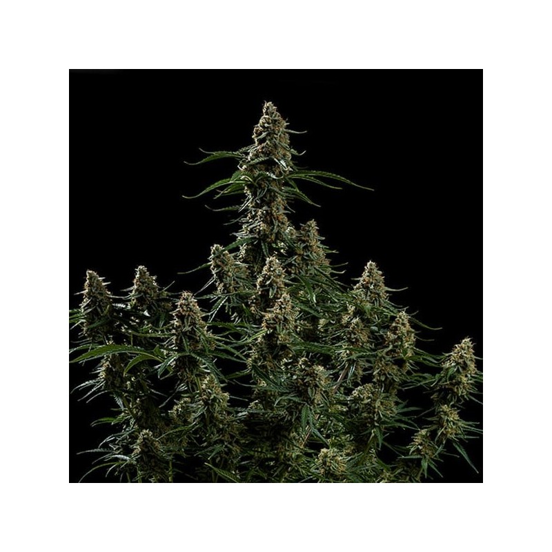Apollo F1 Auto semi cannabis Royal Queen Seeds